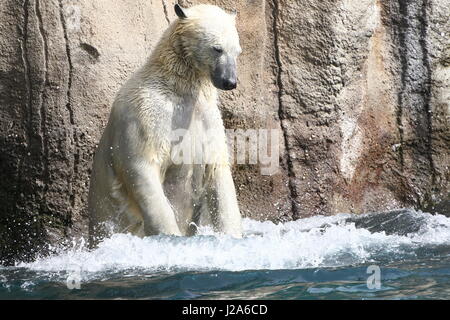 L'ours polaire (Ursus maritimus) jouant avec une balle en plastique grand Zoo de Blijdorp à Rotterdam, Pays-Bas Banque D'Images