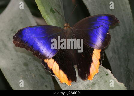 Grumes jaune d'Amérique du Sud (Caligo papillon Hibou géant atrée). On trouve du Mexique au Pérou. Vue dorsale. Banque D'Images