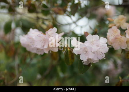 Rhododendron 'Alison Johnstone' Banque D'Images