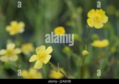 Ranunculus flammula Banque D'Images