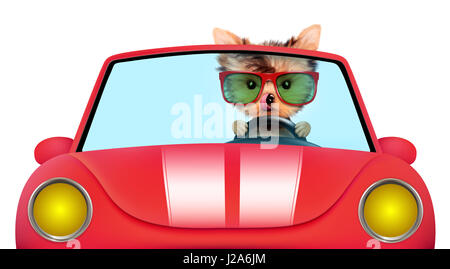 Funny puppy dans le cabriolet avec des lunettes Banque D'Images