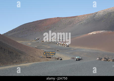 En chameau dans le parc national de Lanzarote. Banque D'Images