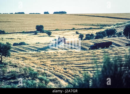 Paysage d'oliviers et domaine rural dans le sud du Portugal. Banque D'Images