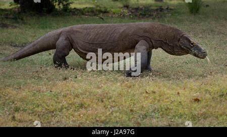 Les dragons de Komodo adultes peuvent facilement dépasser l'humain, ceux-ci ne semble guère dérangés par notre présence. Banque D'Images