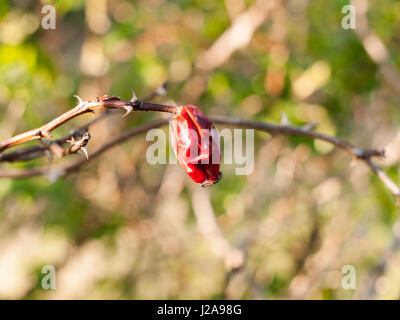 Un gros plan d'une morte de fruits rouges égouttés et ratatinées, rose hip printemps mourir avec flou flou d'arrière-plan Banque D'Images