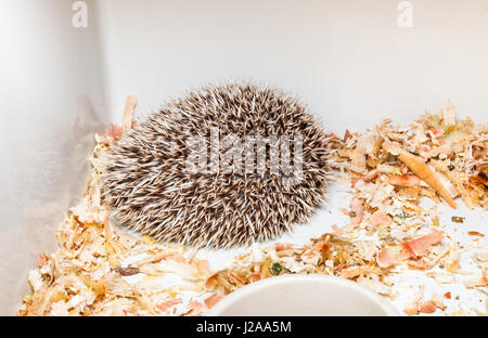 Brown Hedgehogs dans l'angle de la benne en plastique [Atelerix frontalis] Banque D'Images