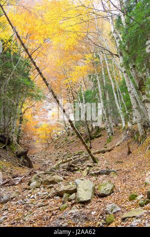 Les troncs d'une forêt de hêtres en automne, Parc National d'Ordesa, Pyrénées, Huesca, Aragon, Espagne. Banque D'Images