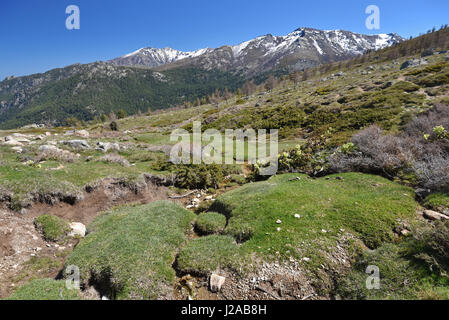 Ressort sur la pente moussue dans les hautes montagnes corses Banque D'Images