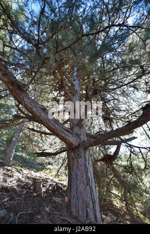 Pin laricio de Corse dans l'arbre des forêts de pente de montagne Banque D'Images