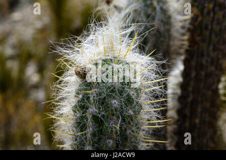 La BOLIVIE, La Paz, La Paz, le soi-disant de la vallée de la Lune près de La Paz Banque D'Images