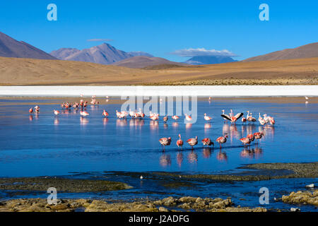 La Bolivie, Département de Potosí, Sur Lípez, Laguna Canapa Banque D'Images