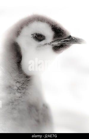 Le cap Washington, l'Antarctique. Close-up d'un poussin manchot empereur. Banque D'Images