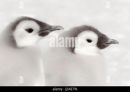 Le cap Washington, l'Antarctique. Close-up of Manchot Empereur poussins. Banque D'Images