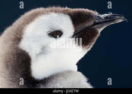 Le cap Washington, l'Antarctique. Close-up d'un poussin manchot empereur contre un ciel sombre. Banque D'Images