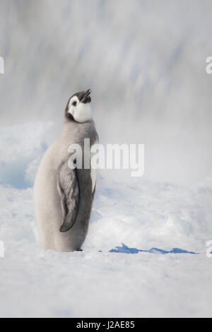 Le cap Washington, l'Antarctique. Un poussin manchot empereur se distingue avec sa tête vers le haut. Banque D'Images