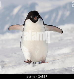 Le cap Washington, l'Antarctique. Adelie penguin marche avant. Banque D'Images