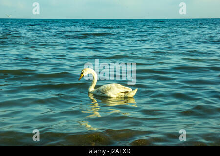 Cygne muet sur un gros plan d'eau de mer Banque D'Images