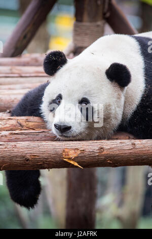 Chine, province du Sichuan, Chengu, Panda géant (Ailuropoda melanoleuca) reposant sur des plate-forme en bois à base de recherche de Chengdu de reproduction du Panda Géant Banque D'Images