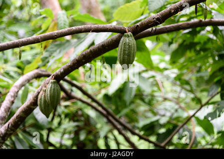 L'Indonésie, à Aceh, elle Gayo Regency, fumée de cacao Banque D'Images