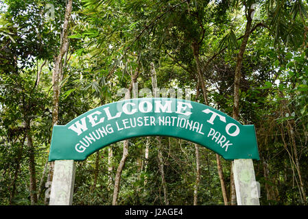 L'Indonésie, à Aceh, elle Gunung-Leuser Gayo Regency, Parc National, de l'orang-outan de Sumatra, dans la nature de la famille Banque D'Images