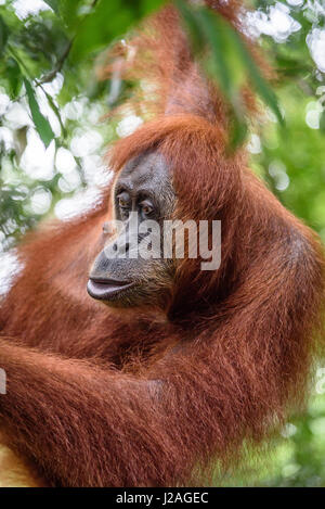 L'Indonésie, à Aceh, elle Gunung-Leuser Gayo Regency, Parc National, de l'orang-outan de Sumatra, dans la nature de la famille Banque D'Images