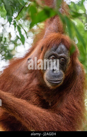 L'Indonésie, à Aceh, elle Gunung-Leuser Gayo Regency, Parc National, de l'orang-outan de Sumatra, dans la nature de la famille Banque D'Images