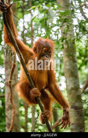 L'Indonésie, à Aceh, elle Gunung-Leuser Gayo Regency, Parc National, de l'orang-outan de Sumatra, dans la nature de la famille Banque D'Images