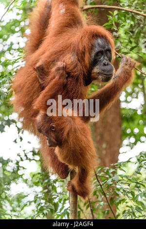 L'Indonésie, à Aceh, elle Gunung-Leuser Gayo Regency, Parc National, de l'orang-outan de Sumatra, dans la nature de la famille Banque D'Images