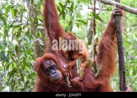 L'Indonésie, à Aceh, elle Gunung-Leuser Gayo Regency, Parc National, de l'orang-outan de Sumatra, dans la nature de la famille Banque D'Images