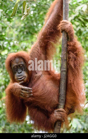 L'Indonésie, à Aceh, elle Gunung-Leuser Gayo Regency, Parc National, de l'orang-outan de Sumatra, dans la nature de la famille Banque D'Images