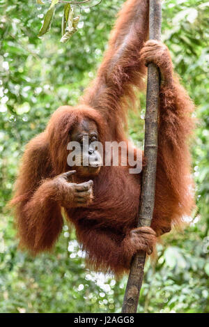 L'Indonésie, à Aceh, elle Gunung-Leuser Gayo Regency, Parc National, de l'orang-outan de Sumatra, dans la nature de la famille Banque D'Images