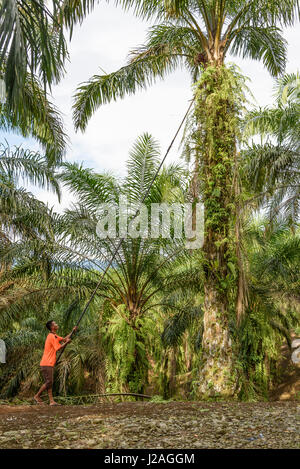 L'Indonésie, Sumatera Utara, Kaboul Langkat, plantation de palmier à huile Banque D'Images