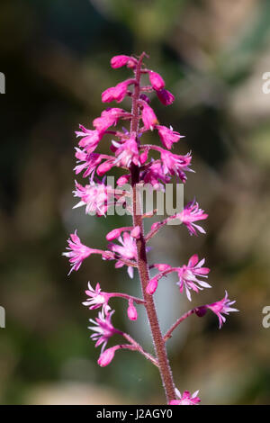 Rose lumineux de fleurs de printemps à l'épi de la plante herbacée vivace rustique, Heuchera 'Dayglow Pink' Banque D'Images