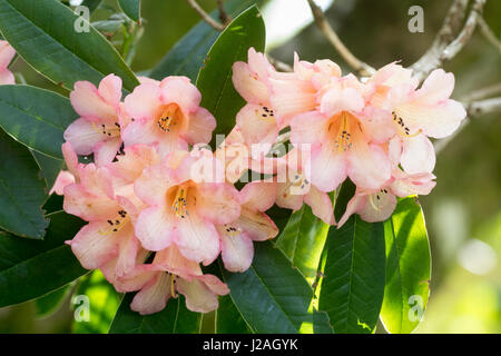 Coral pink forme de la Evergreen fleur de ressort, Rhododendron cinnabarinum Banque D'Images