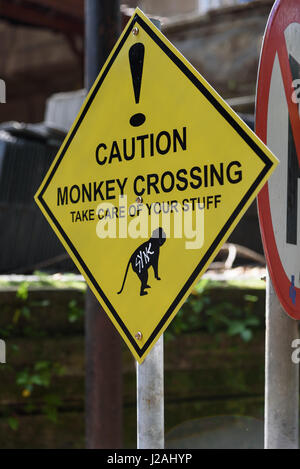 L'INDONÉSIE, Bali, Ubud, le Kabedaten 'Monkey' de la forêt d'Ubud. Le parc autour d'un temple hindou est habité par des free-roaming, sainte Javan monkeys Banque D'Images