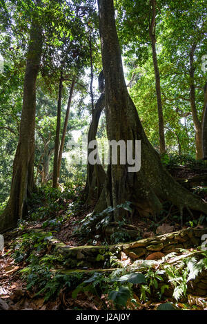 L'INDONÉSIE, Bali, Ubud, le Kabedaten 'Monkey' de la forêt d'Ubud. Le parc autour d'un temple hindou est habité par des free-roaming, sainte Javan monkeys Banque D'Images