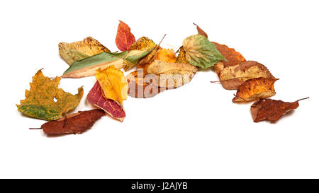 Feuilles d'automne séchées multicolores. Isolé sur fond blanc avec l'exemplaire de l'espace. Banque D'Images