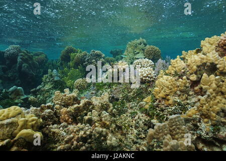 Les récifs coralliens à faible profondeur sous l'eau avec la pluie qui tombe sur la surface de l'eau, l'océan Pacifique sud, la Polynésie française, le lagon de Bora Bora Banque D'Images