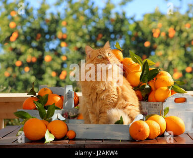 Chat domestique, gingembre, red tabby, assis dans moulures décoratives argent entre fruits orange en face d'orangers Banque D'Images