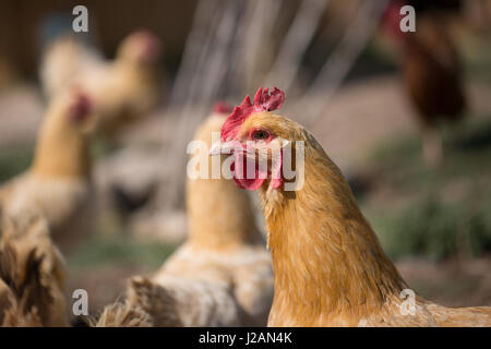 Poulet Buff Orpington Banque D'Images