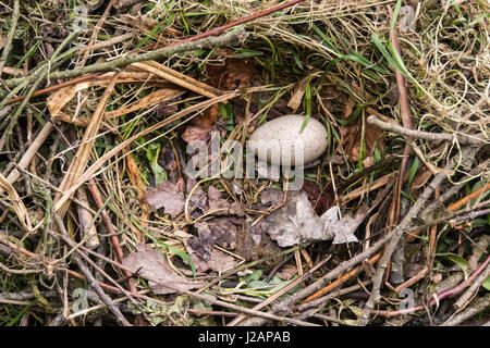 Foulque macroule (Fulica atra) oeuf dans un nid. Seul omble egg in nest faite de bois bordée d'herbe et feuilles, d'oiseaux de la famille des Rallidae Banque D'Images