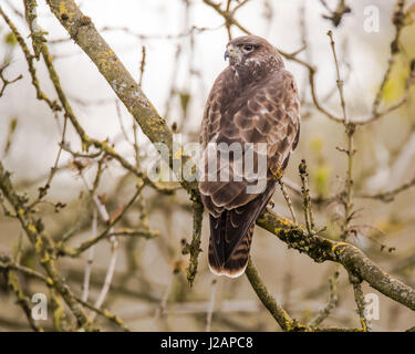 La buse (Buteo buteo) assis dans l'arbre. Grand oiseau de proie dans la région de Folly Farm, dans le Somerset, Royaume-Uni Banque D'Images