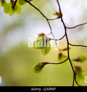 Printemps frais feuilles d'un hêtre commun (Fagus sylvatica), pousse des feuilles Banque D'Images