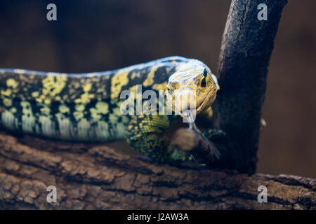 Close-up d'un moniteur d'eau à tête jaune (Varanus cumingi). Banque D'Images