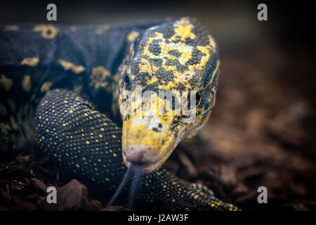 Close-up d'un moniteur d'eau à tête jaune (Varanus cumingi). Banque D'Images