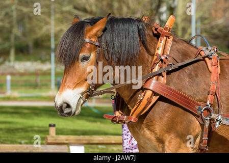 Portrait de cheval brun charmant avec faisceau Banque D'Images