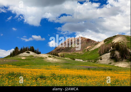 C'est une vue étonnante de séneçon jaune dans la fleur à la base du pic de Brian Head dans la ville de Brian Head, Utah. Banque D'Images