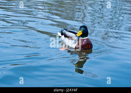 Canard colvert natation dans une rivière Banque D'Images