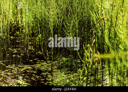 La prêle des marais au vert rayons de lumière d'été Banque D'Images