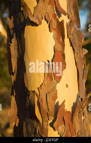 Close-up of traversé l'écorce des arbres Banque D'Images